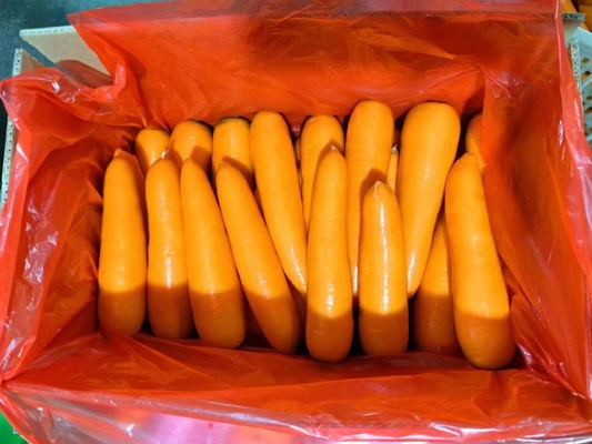 4 kg Natuurlijke wortelen Verse groenten Umbelliferous Groenten zonder