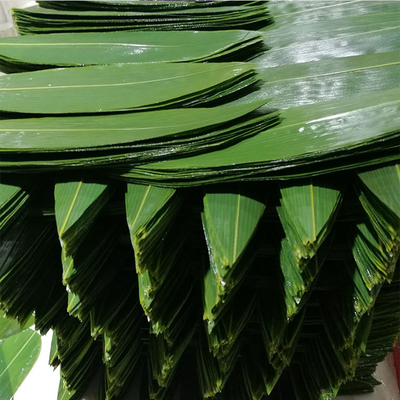 De natuur groene HOBA bamboe bladeren Het essentiële ingrediënt voor het serveren van sushi
