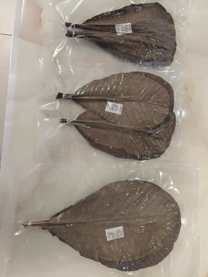 De natuur groene HOBA bamboe bladeren Het essentiële ingrediënt voor het serveren van sushi