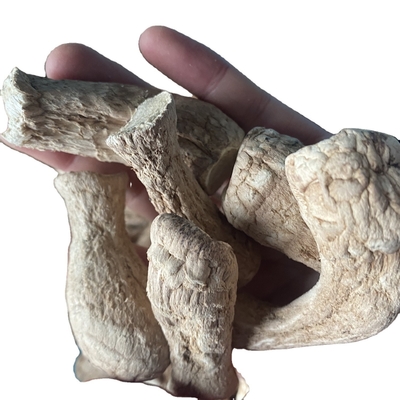 Paddenstoelen Bulk Champignon Shiitake Stengel voor gedroogde Shiitake Paddenstoel