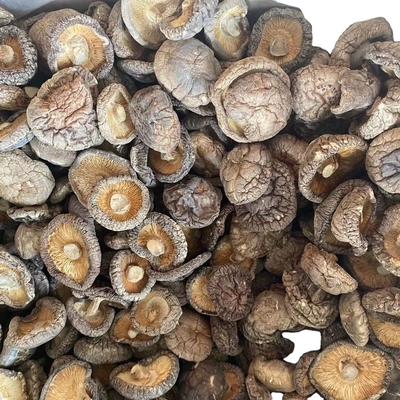 Paddenstoelen Bulk Champignon Shiitake Stengel voor gedroogde Shiitake Paddenstoel